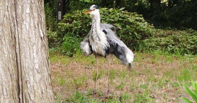 水元公園のサギ
