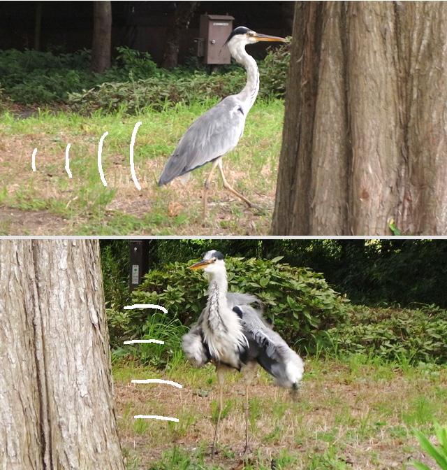 サギマンガ