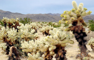 CactusForest.jpg
