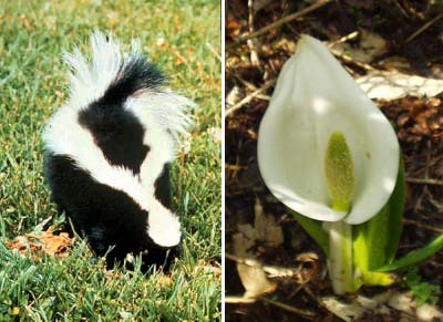 skunk-cabbage.jpg