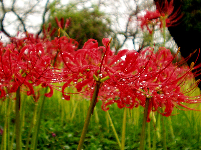 amaryllis_01.jpg 175KB