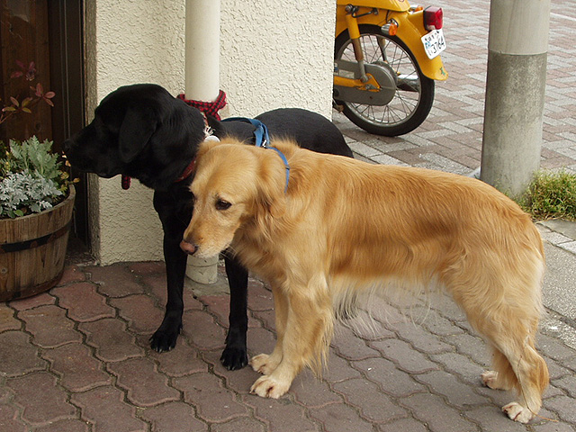 dogs_kamakura_1.jpg 163KB