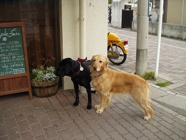 dogs_kamakura_2.jpg 159KB