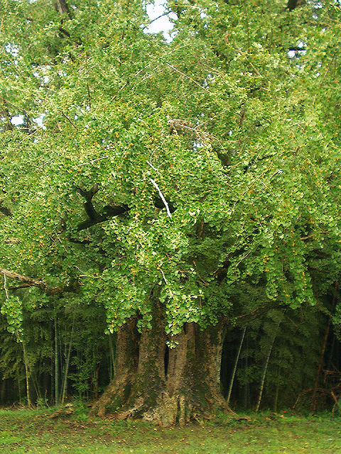 ginkgo_saito_1.jpg 327KB