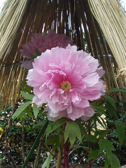 peony_hachimangu.jpg 87KB
