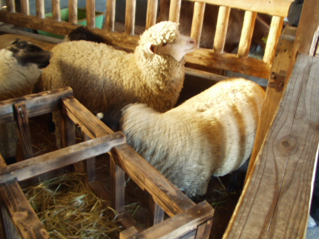 sheep_takachiho.jpg 131KB