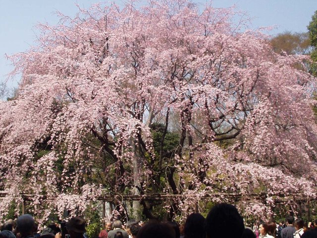 blossom_050404_1.jpg 134KB