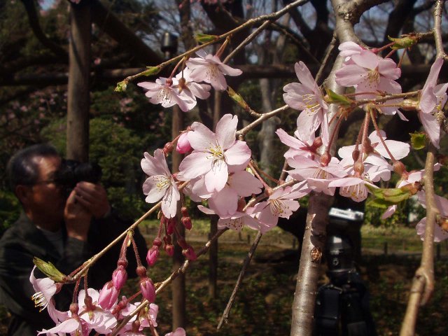 blossom_050404_3.jpg 80KB