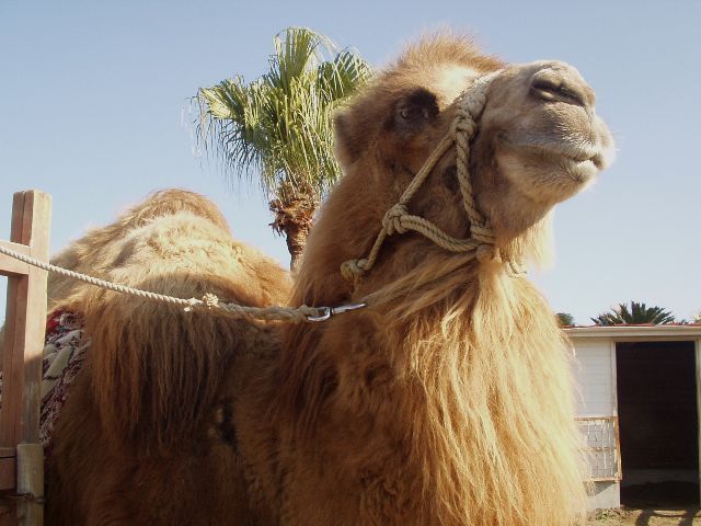 camel_00.jpg 54KB