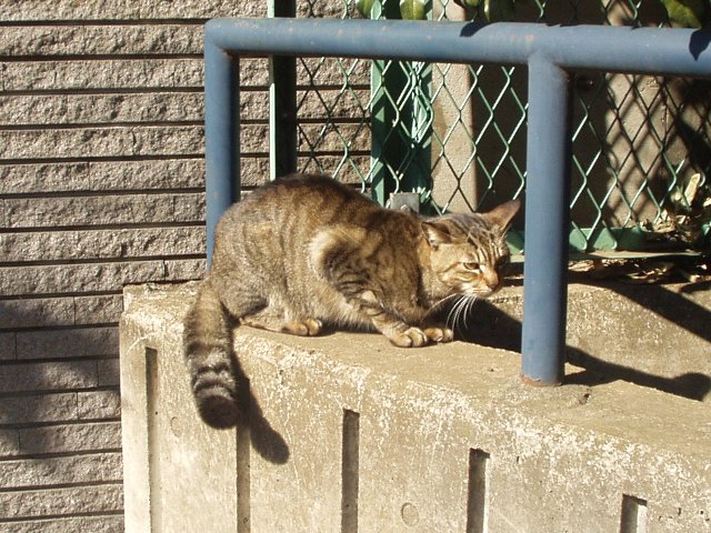 cat_050130_narimasu.jpg 108KB