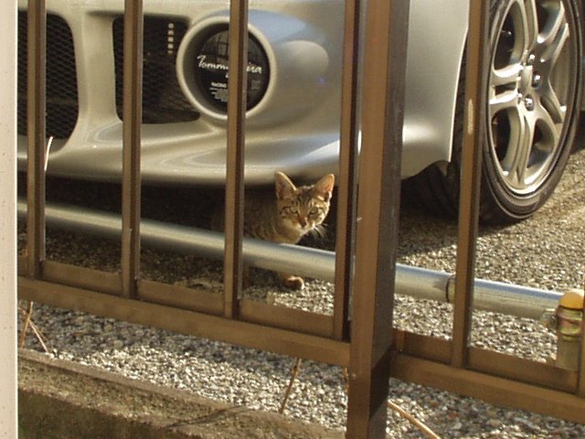 cat_050919_itabashi.jpg 75KB