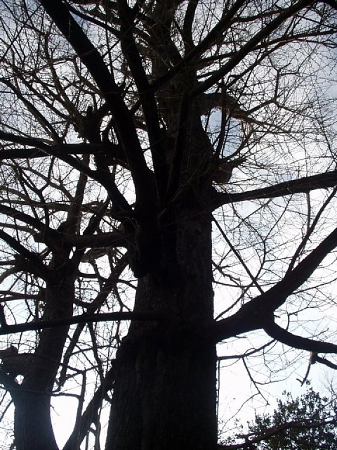 ginkgo.jpg 112KB