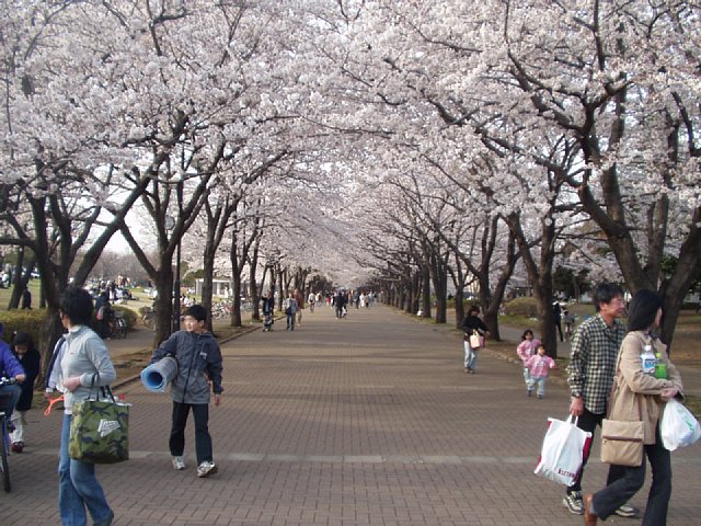 blossoms_060401.jpg 108KB