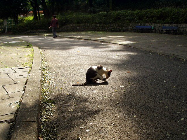 cat_1.jpg 101KB
