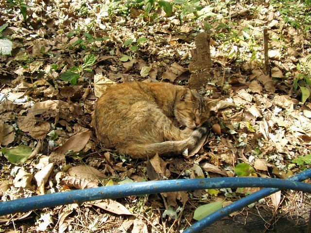 cat_2.jpg 136KB