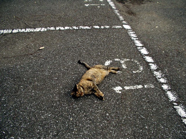 駐車場の猫
