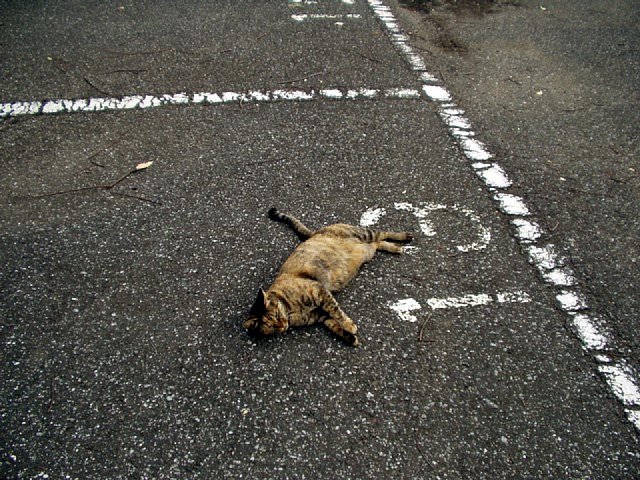 cat_3.jpg 124KB