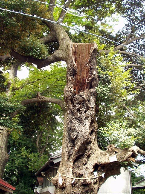 chinquapin_2.jpg 138KB