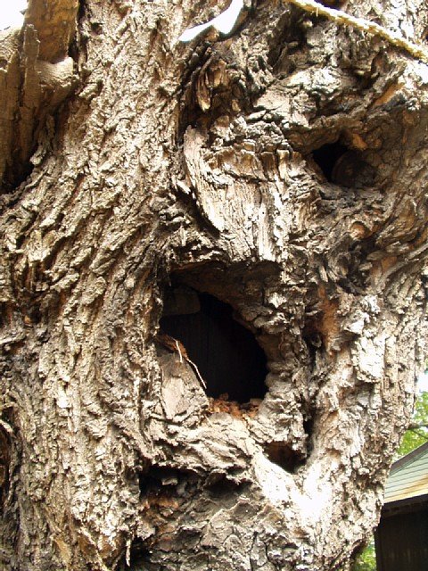 chinquapin_3.jpg 134KB