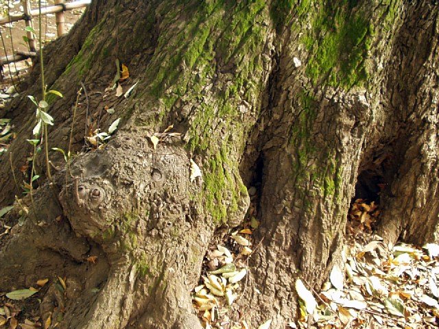chinquapin_4.jpg 127KB
