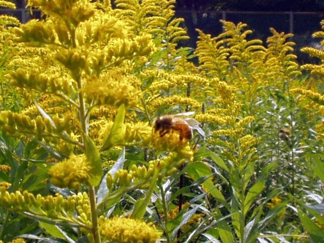 honeybee.jpg 105KB