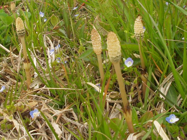 horsetail.jpg 104KB