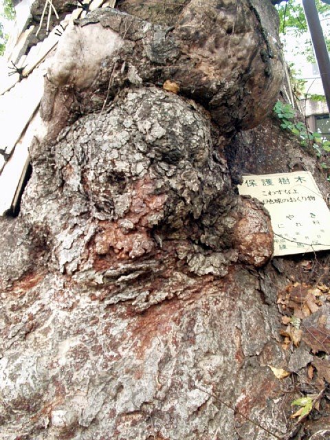 keyaki_2.jpg 123KB