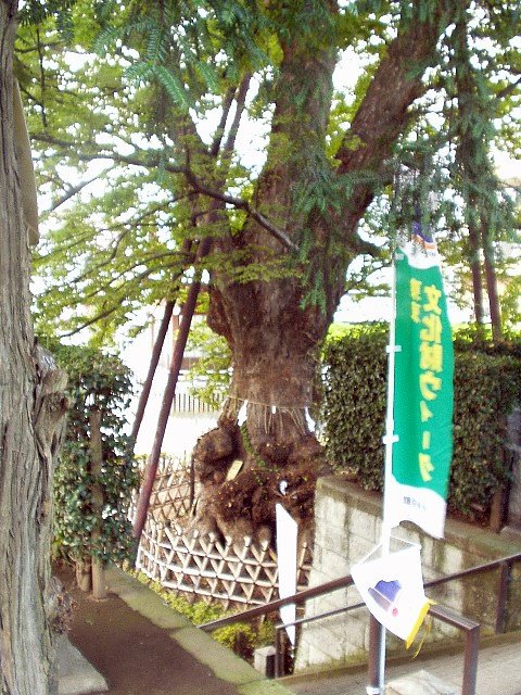 keyaki_5.jpg 128KB