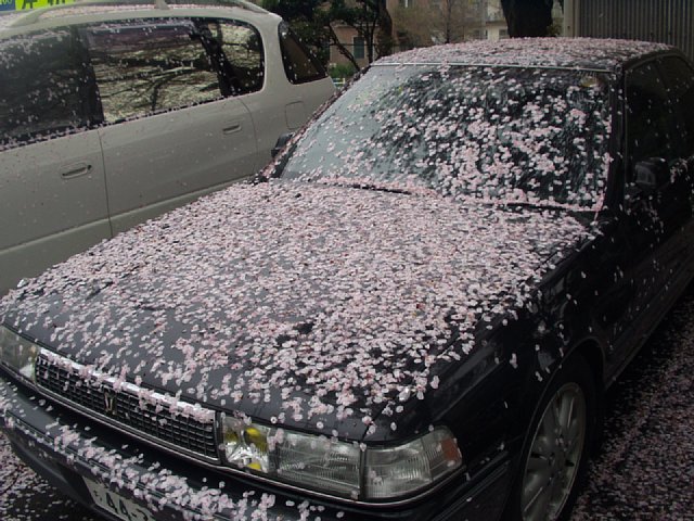 petal.jpg 98KB