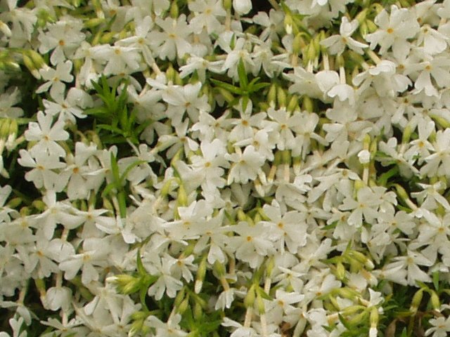 primrose.jpg 84KB