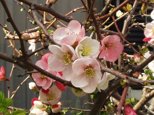ume_060401.jpg 77KB