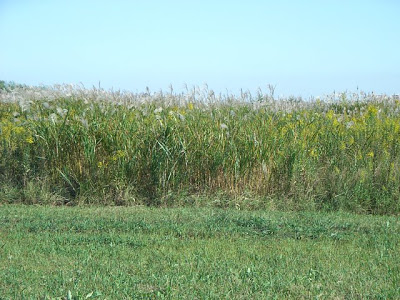 2007_oct_susuki.jpg 54KB