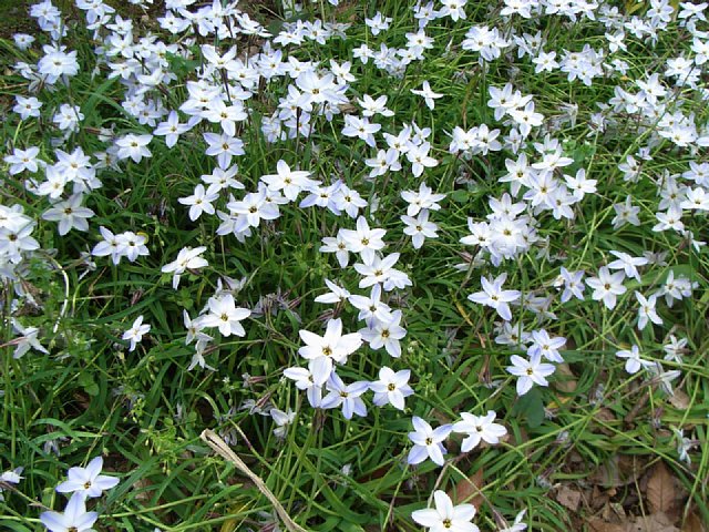 brodiaea_1.jpg 135KB