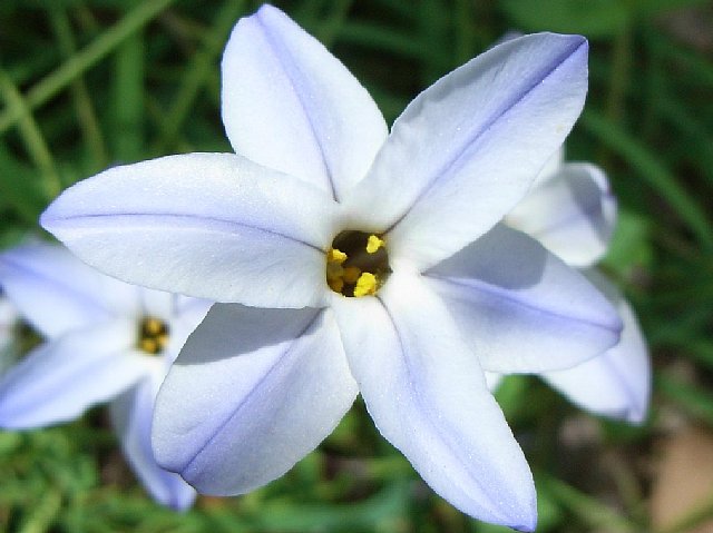 brodiaea_2.jpg 51KB