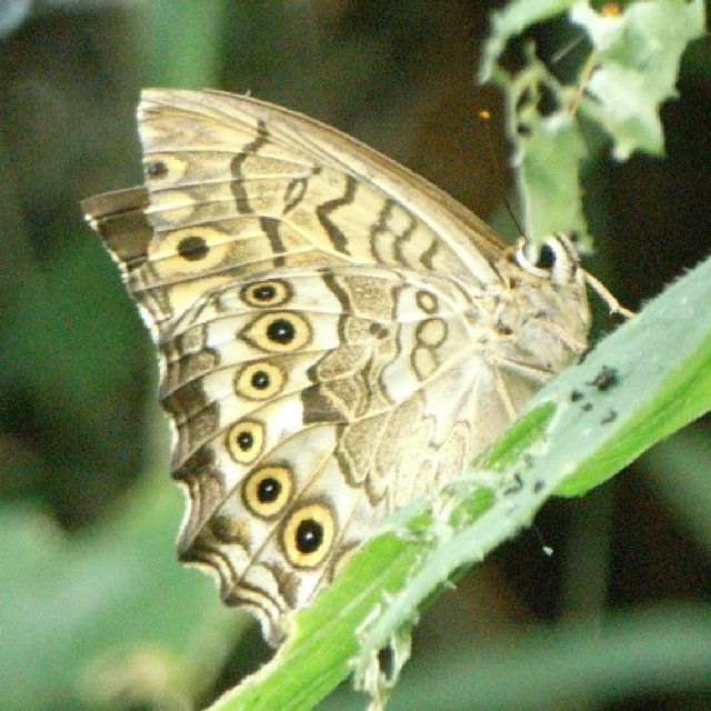 butterfly-1.jpg 91KB