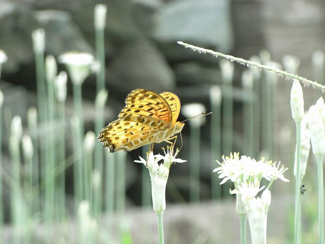 butterfly-2.jpg 50KB