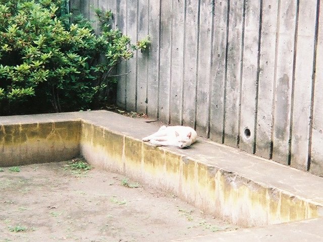 cat1.jpg 89KB