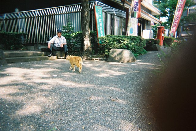 cat4.jpg 87KB