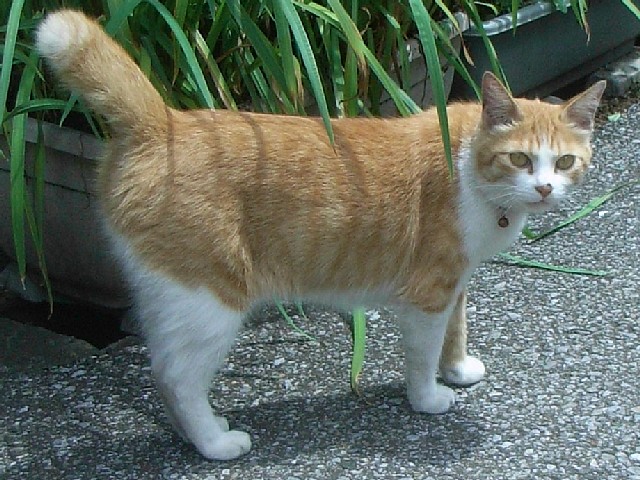cat_070803.jpg 121KB