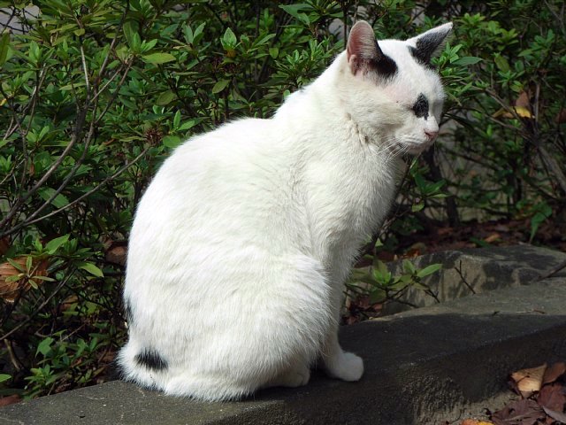 cat_071015_01.jpg 83KB