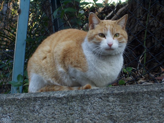 cat_ochanomizu-park.jpg 81KB