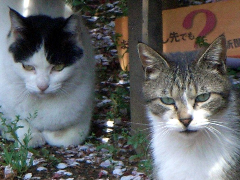 cats_070410.jpg 104KB