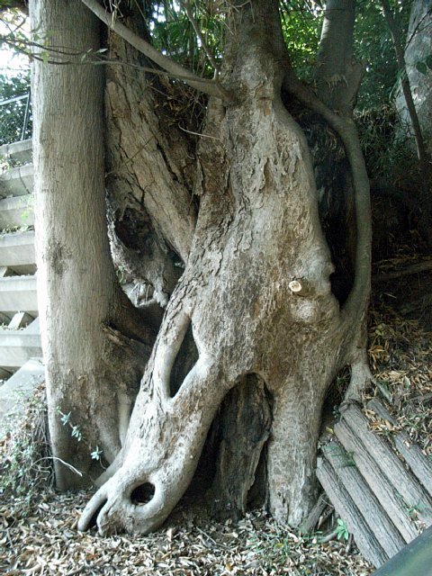 caventree_02.jpg 109KB