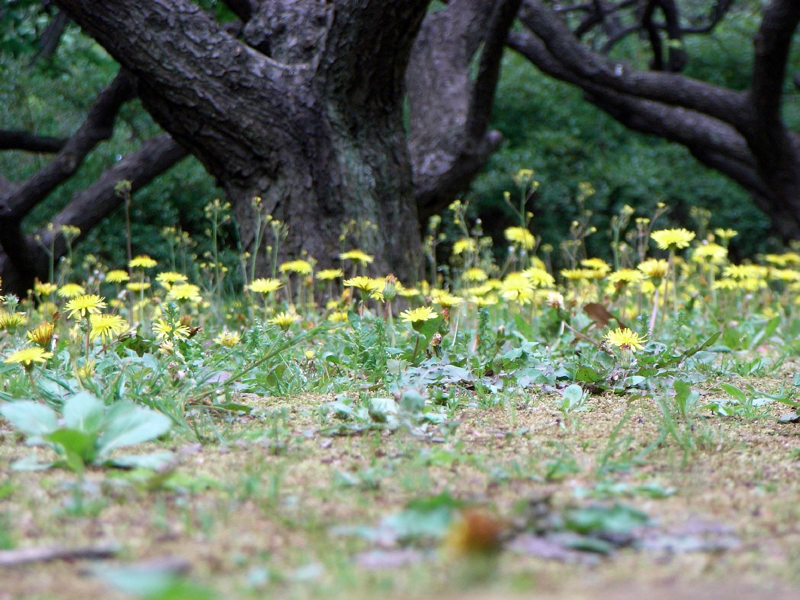 dandelion_2.jpg 397KB