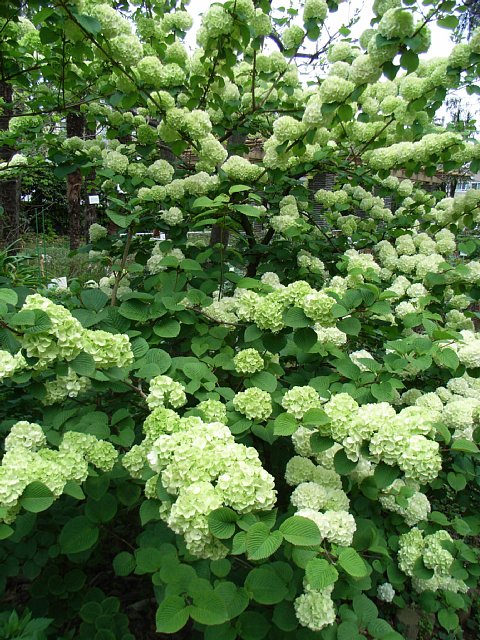 hydrangea.jpg 126KB