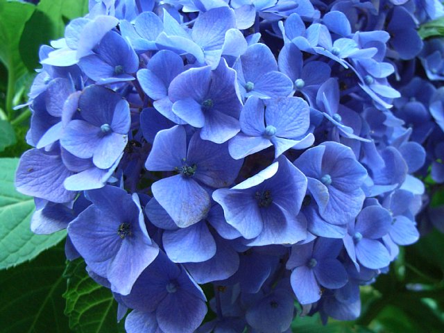 hydrangea_1.jpg 72KB