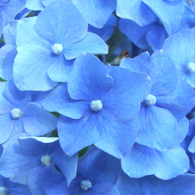 hydrangea_2.jpg 70KB