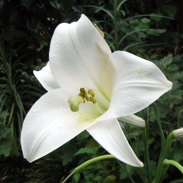 lily.jpg 72KB