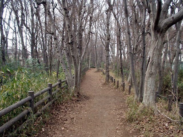 kodairagreenroad.JPG 112KB