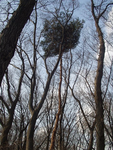 lonely_pine.JPG 130KB
